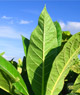 Tobacco plant